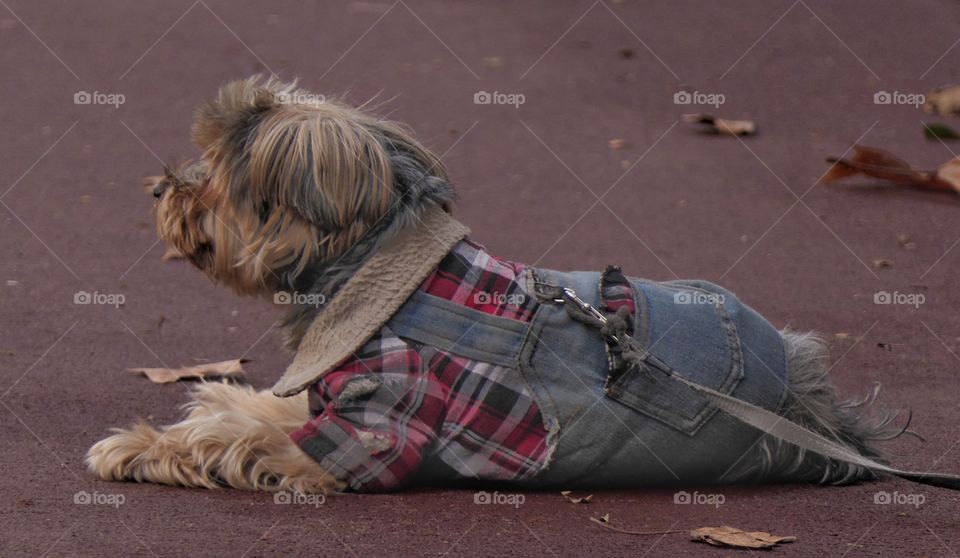 Side view of cute dog