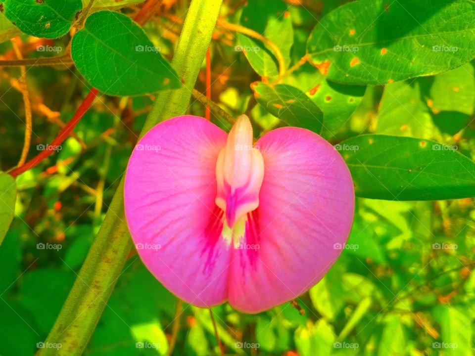 Magenta colour wild flower