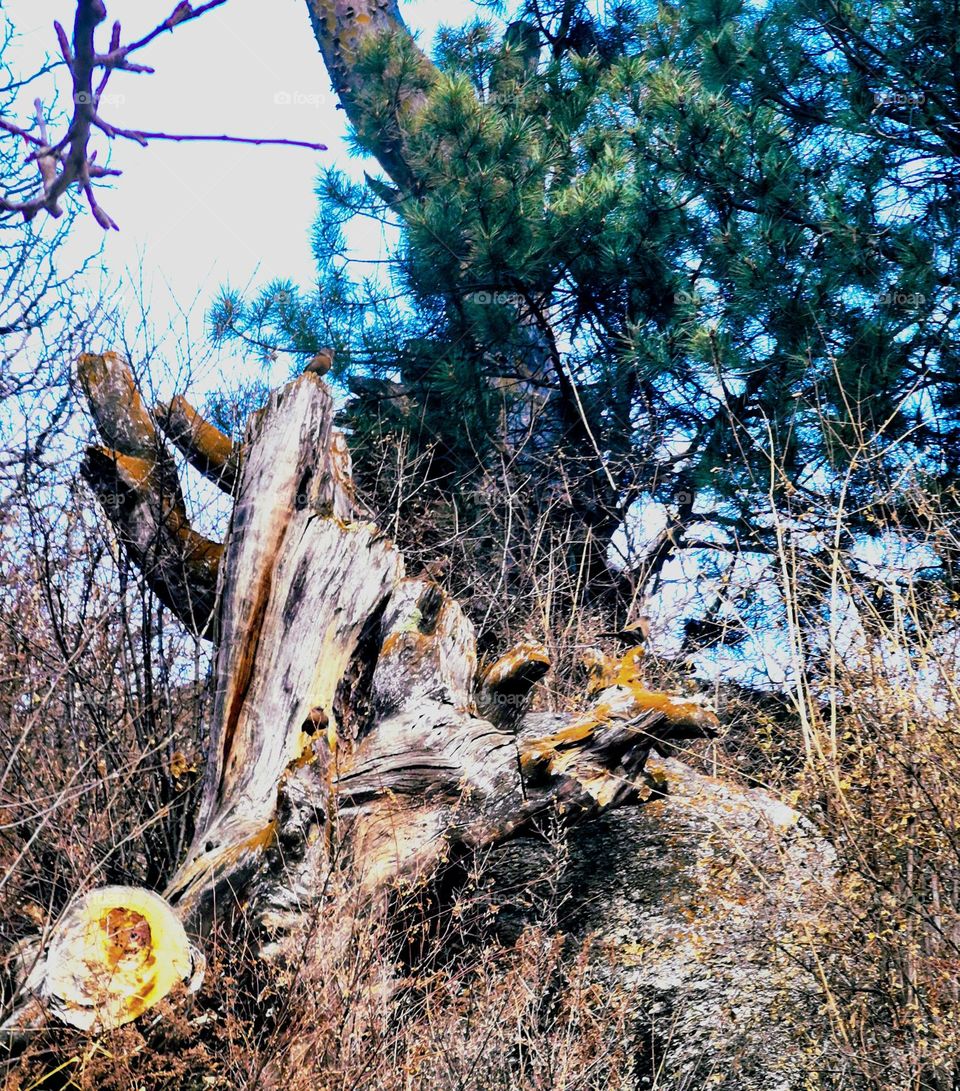 birds flickering around tree