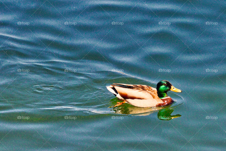Mallard