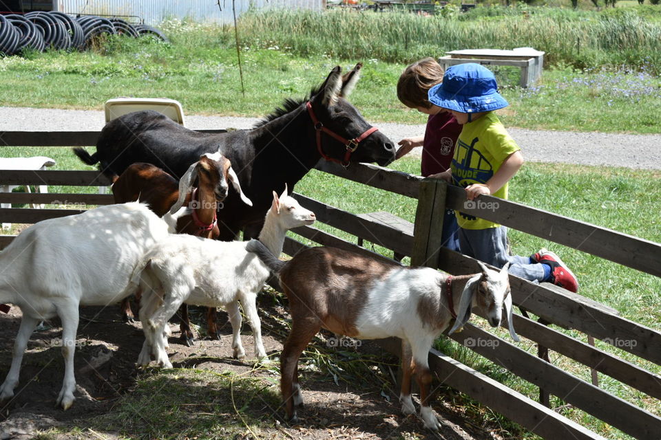 Two children had feed animals at a petting zoo on an Organic Farm. The animals are interested and eager to get a treat. 