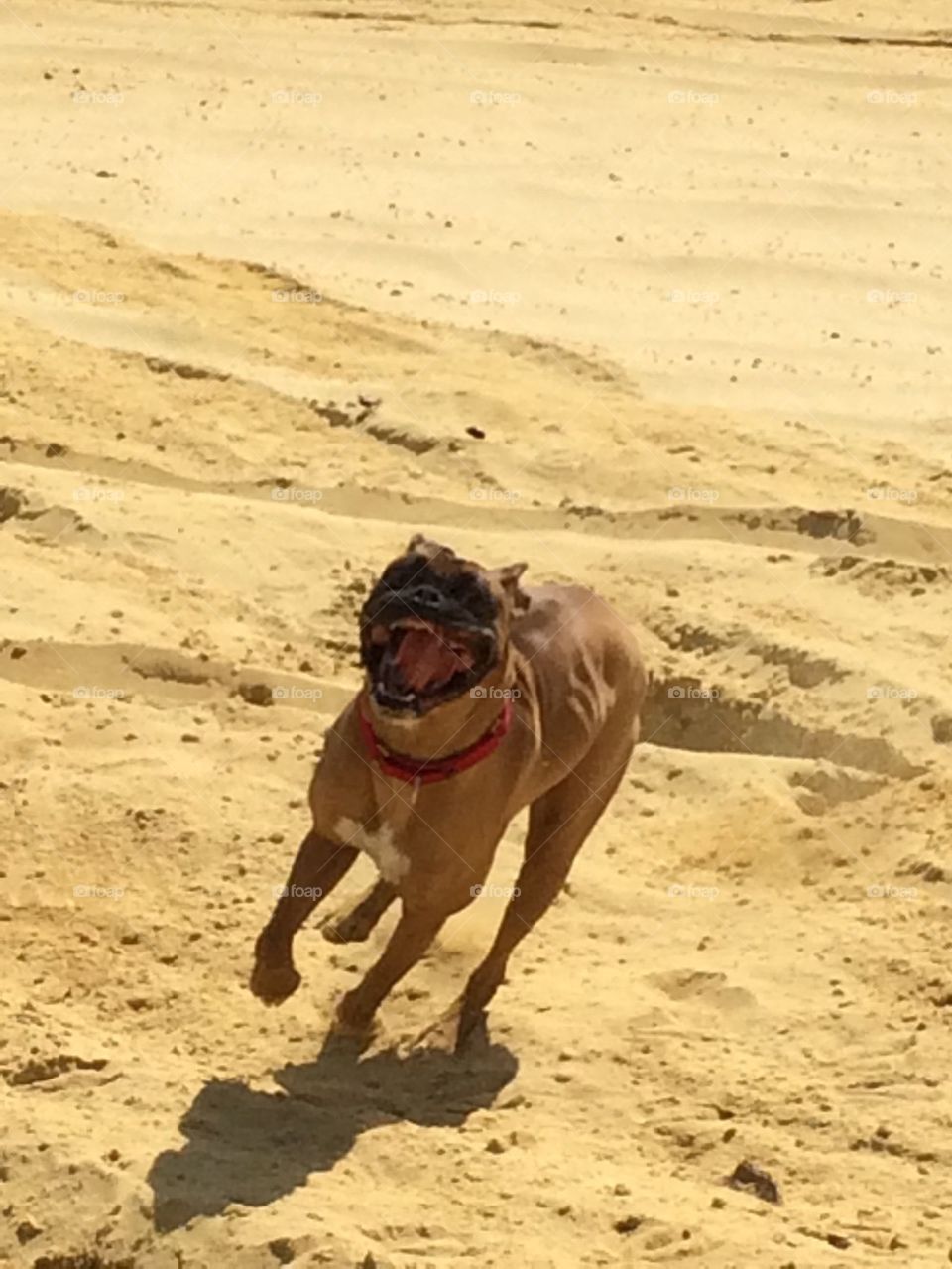 Boxer playing in the sand