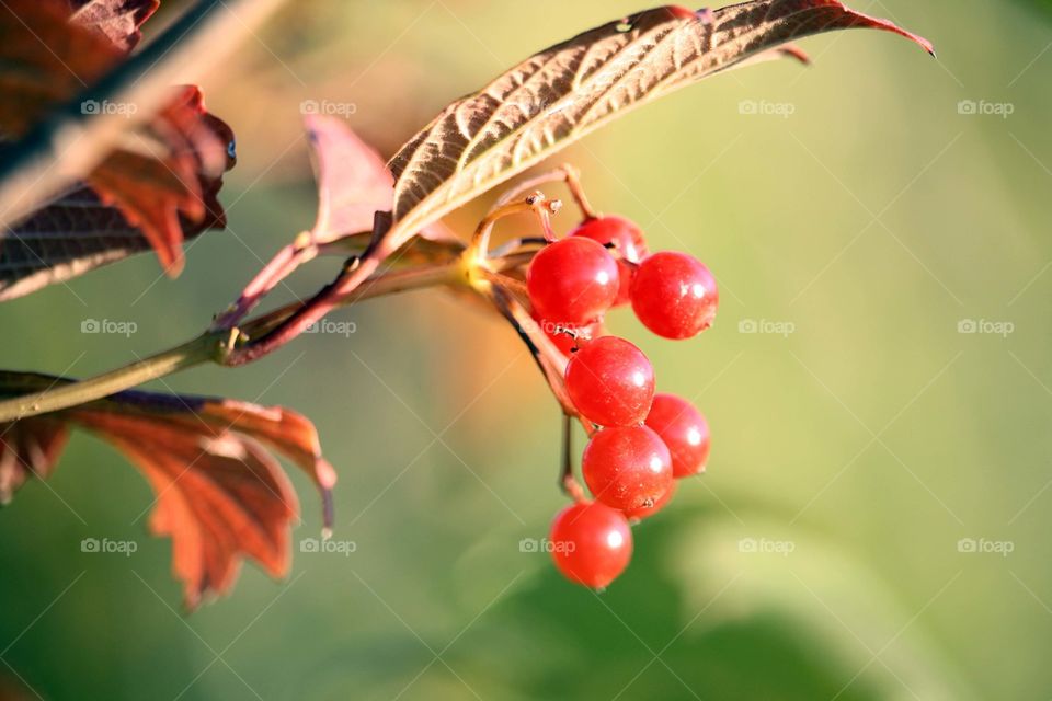 Viburnum