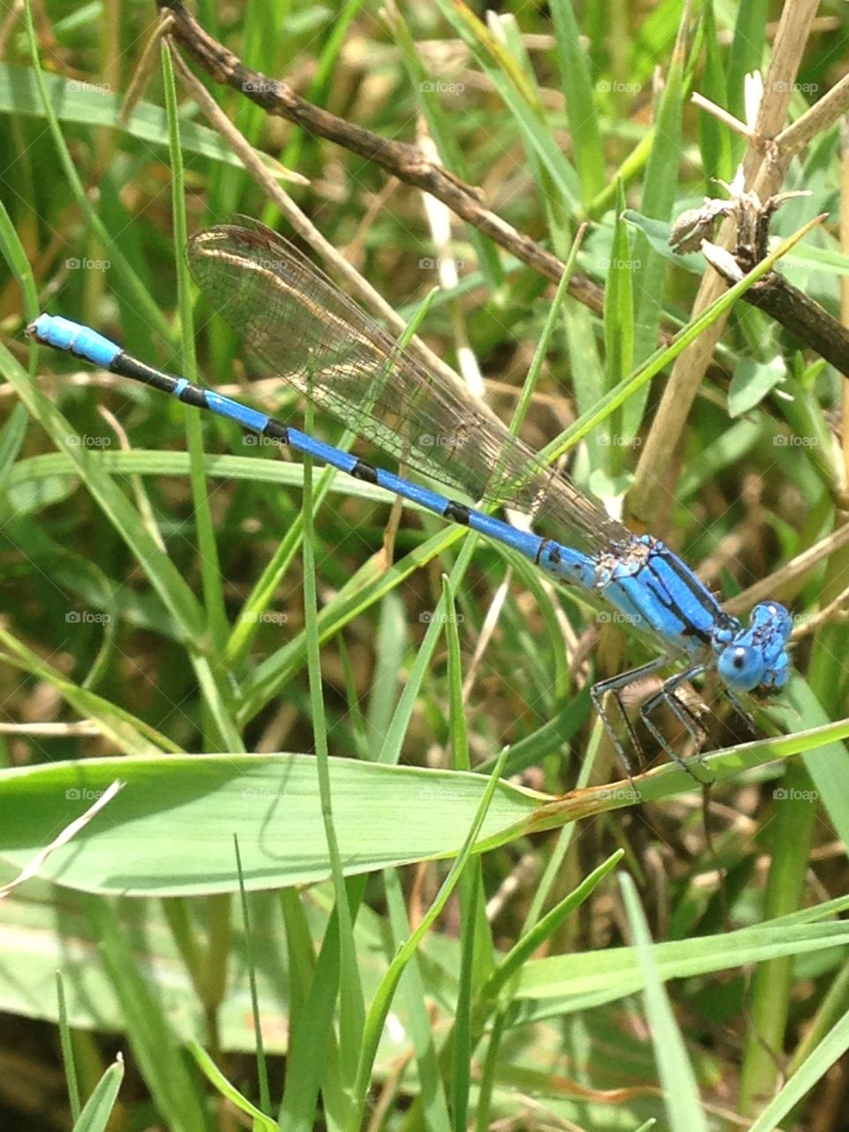 Insect beauty. Dragonfly on blade of grass