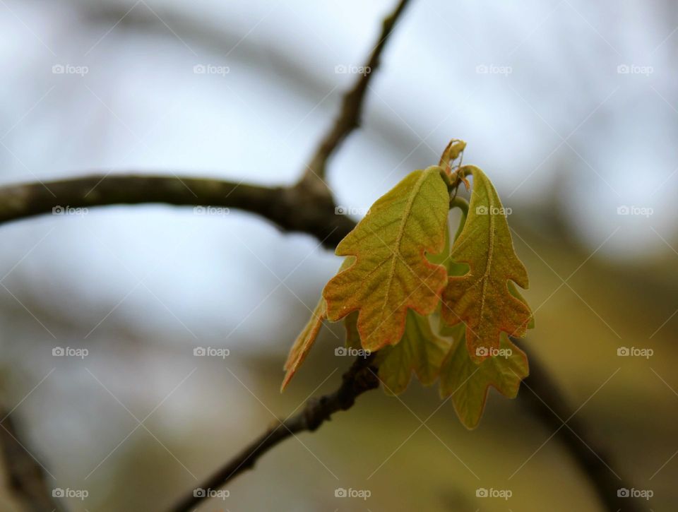 leaves leaving buds to reach out and grow.