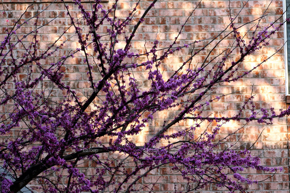 spring flowers wall tree by mmcook