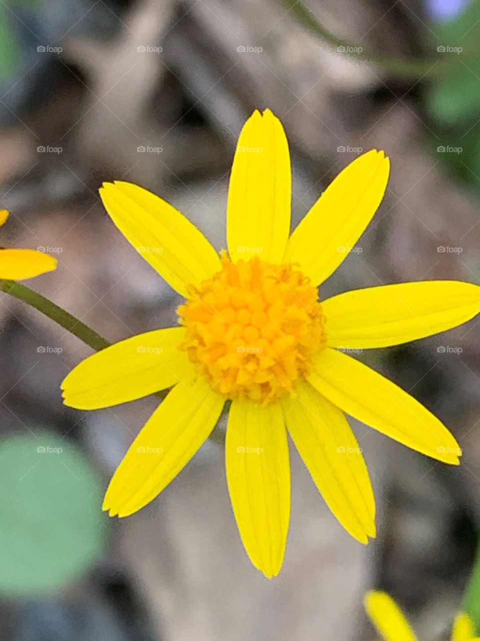 Beautiful yellow Spring Blossom in the Appalachian Mountains