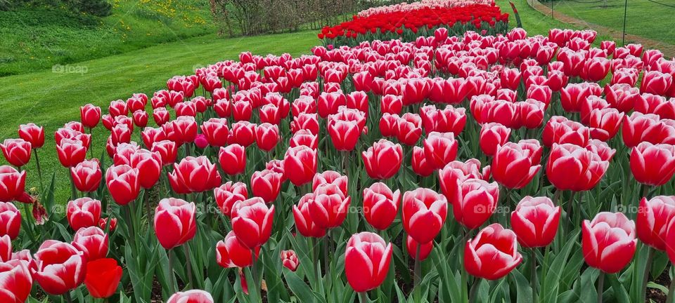 Red spring tulips 🌷