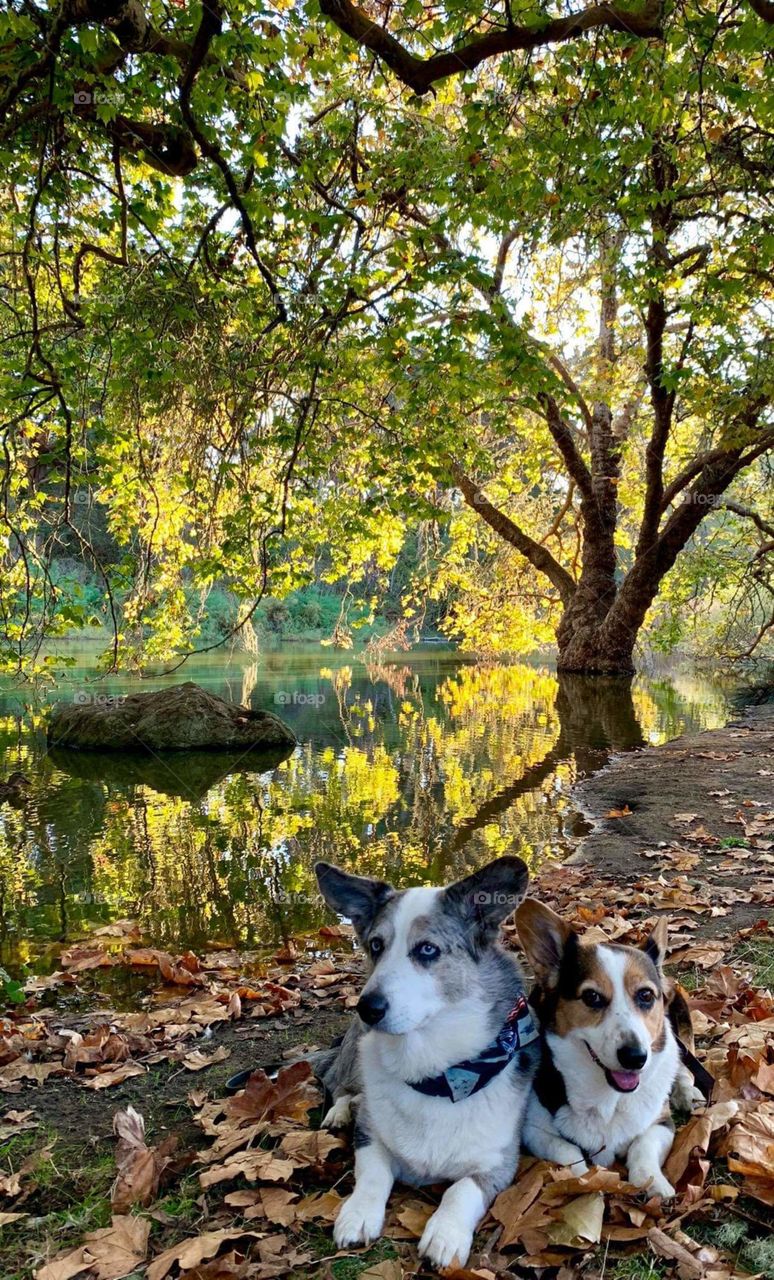 My friend's dogs taken in Mother Nature.