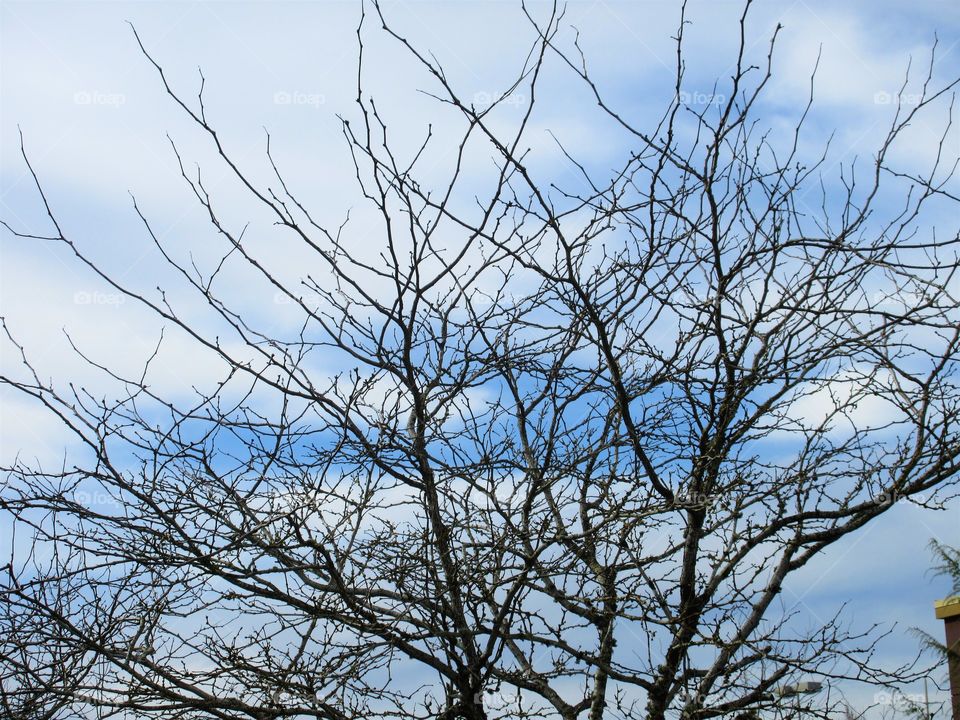 tree branches and sky