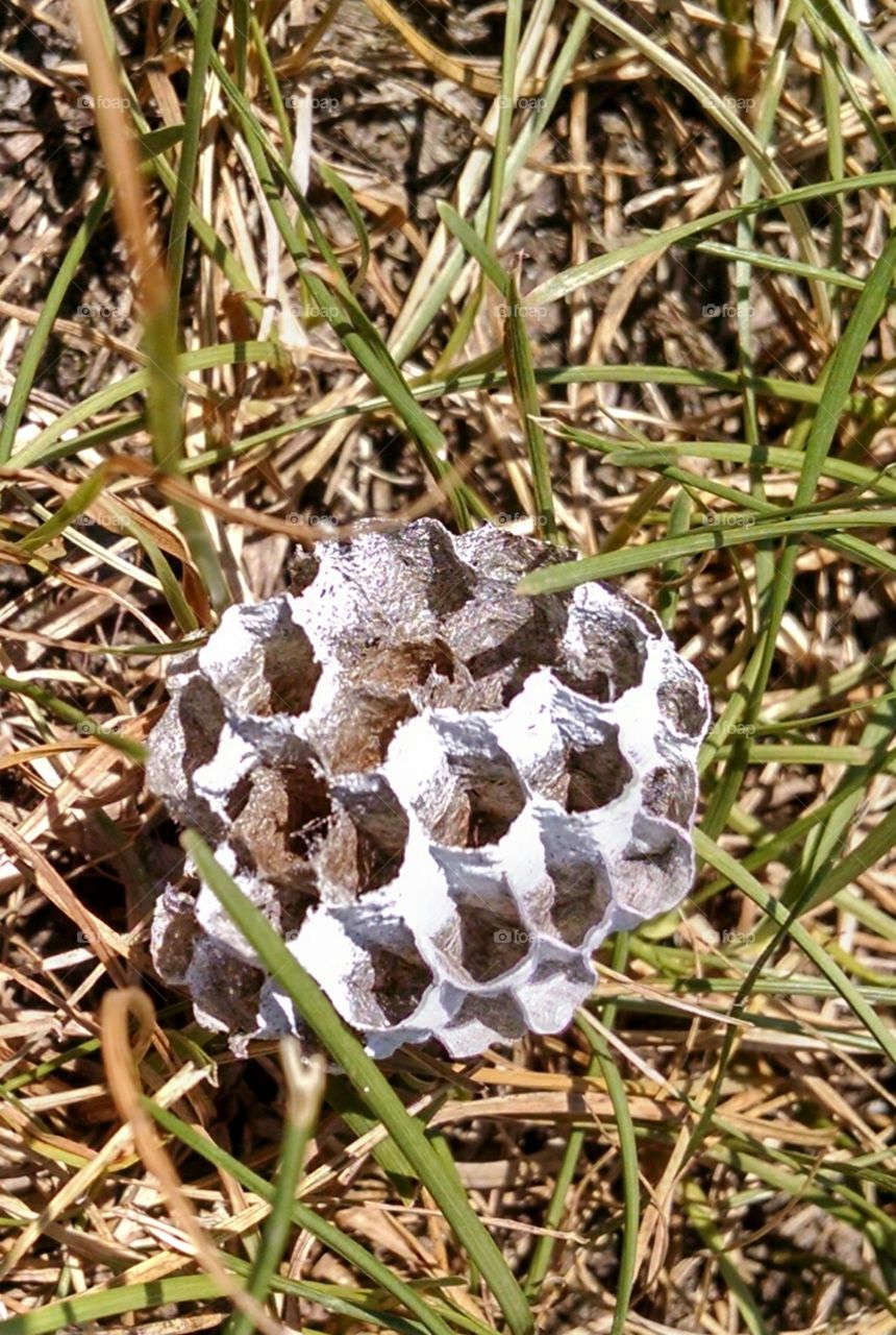 Bee Hive. I took this pic in August 2015 in Hopatcong New Jersey