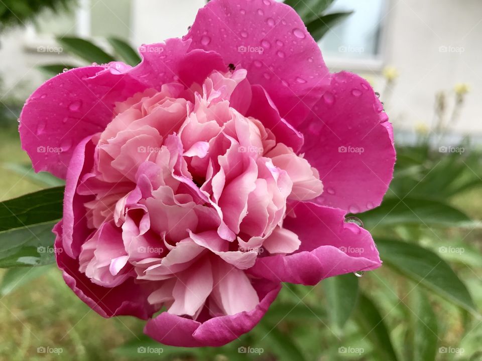 Pink peony and raindrops 