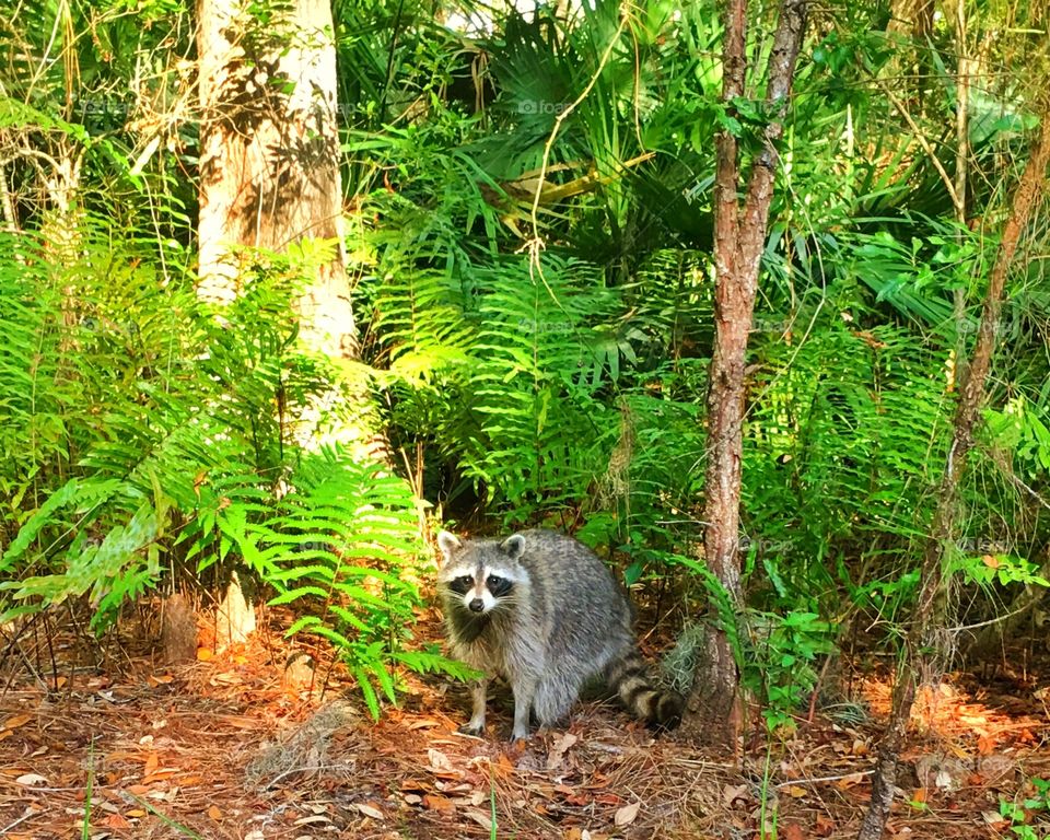 Nature, Wood, Wild, Tree, Wildlife