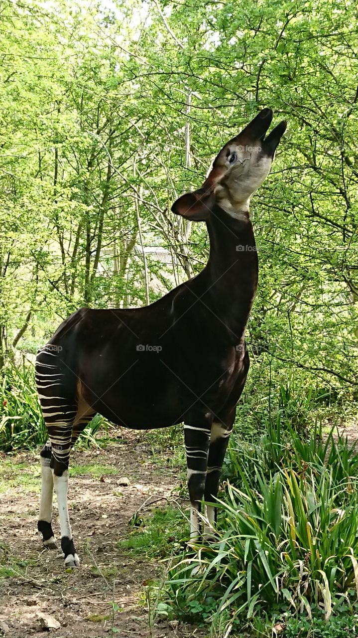 Okapi zoo wild place