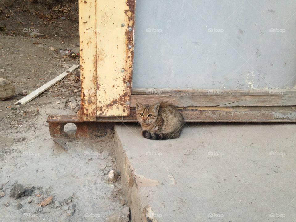 Poor kitten alone at the dirty street  