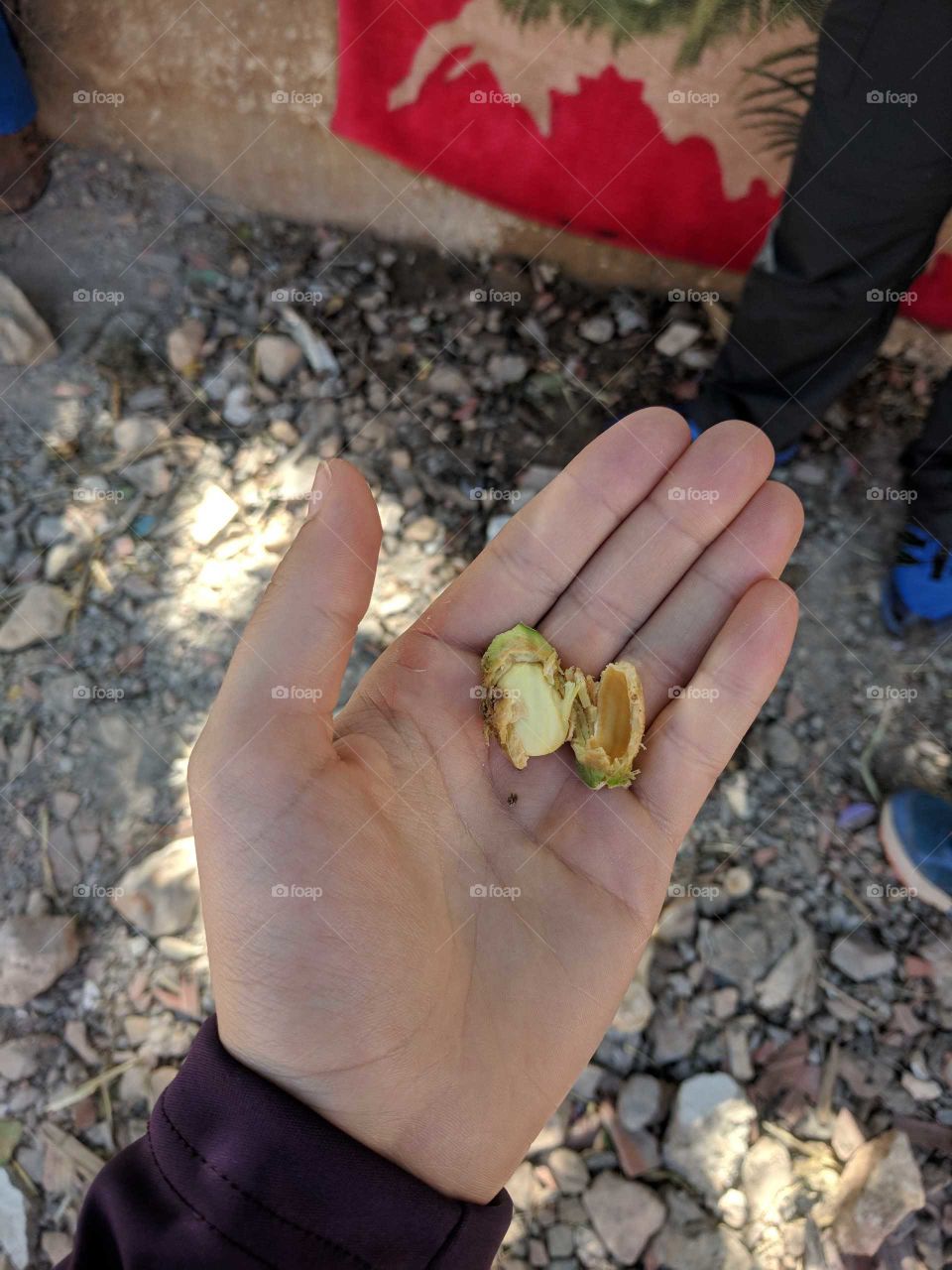 Fresh Almond in a Green Pod Straight from a Tree in a Small Village in Morocco