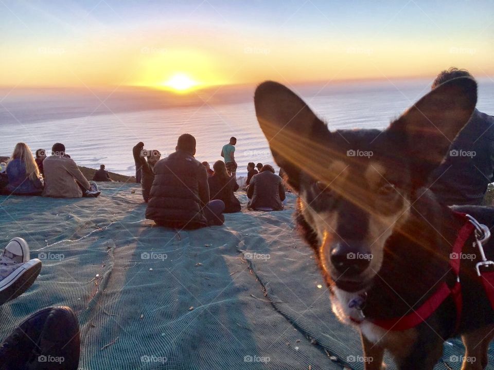 Doggy loving the sunset 