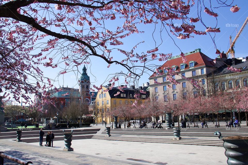 Japanese cherry blossom in Kungsträdgården, Stockholm, Sweden