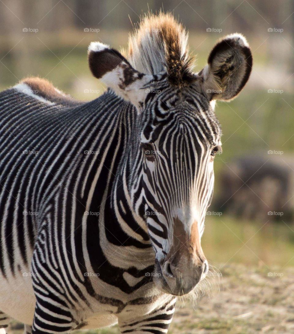 Zebra posing nicely