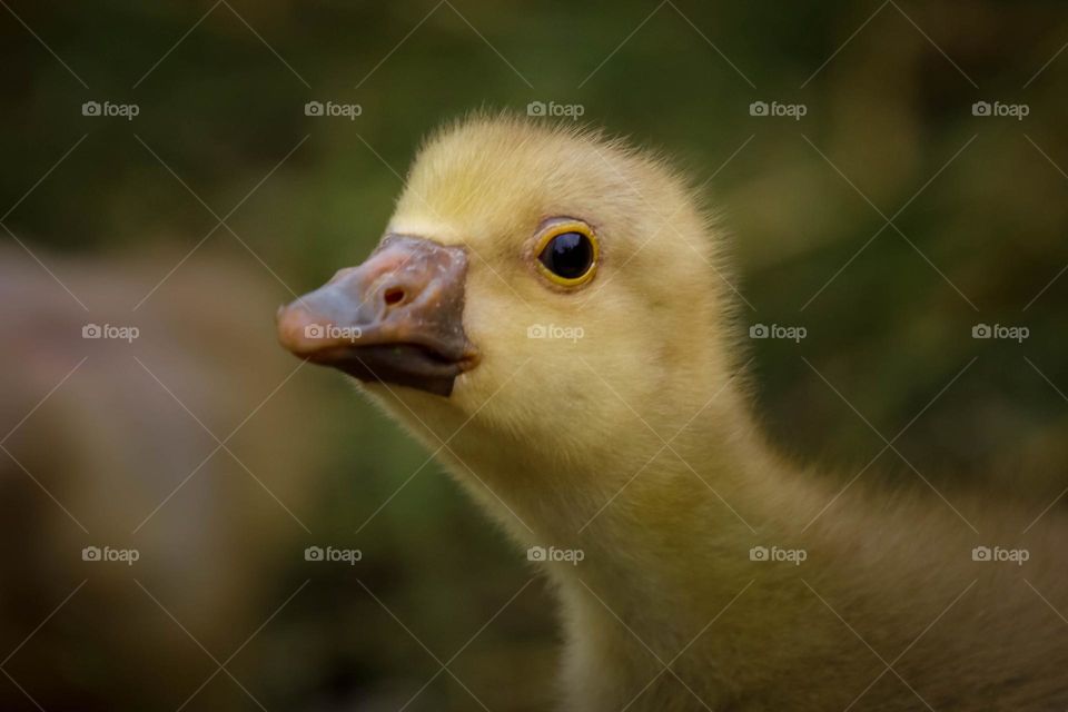 Cute little gosling