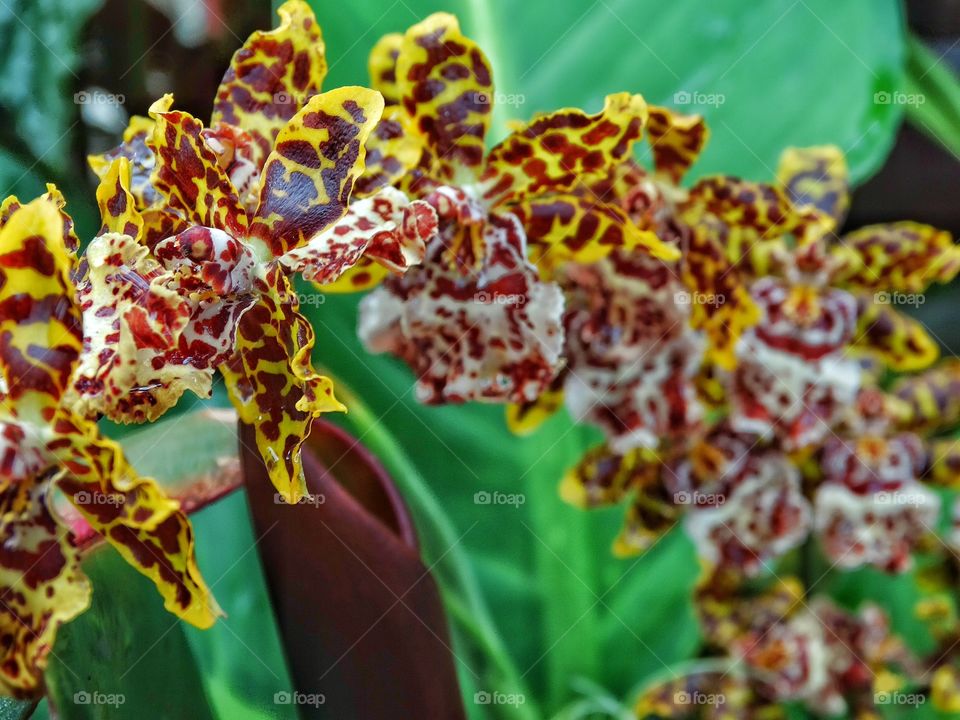 Wild Orchids. Wild Orchids Blooming In Tropical Setting
