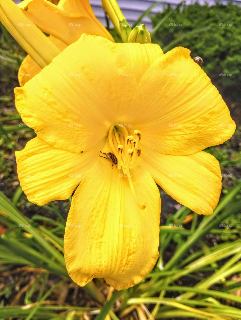 Yellow Flower