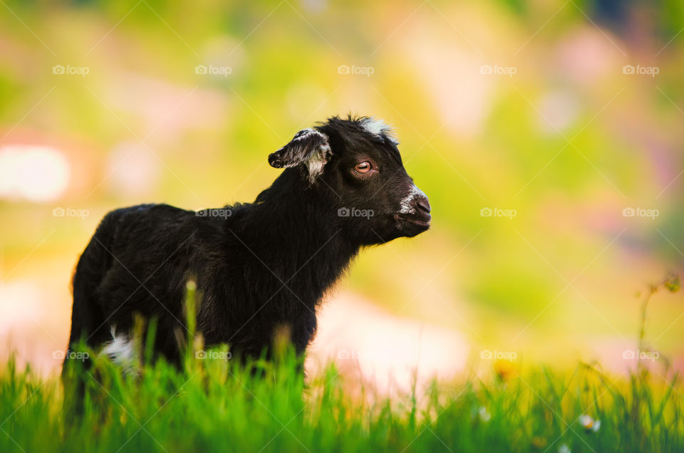 The Baby Goat