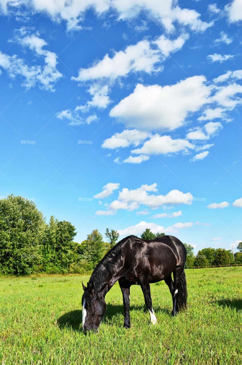 black horse in field grazing