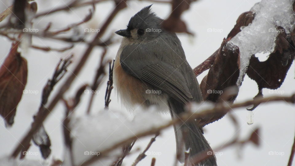 Tufted Titmouse