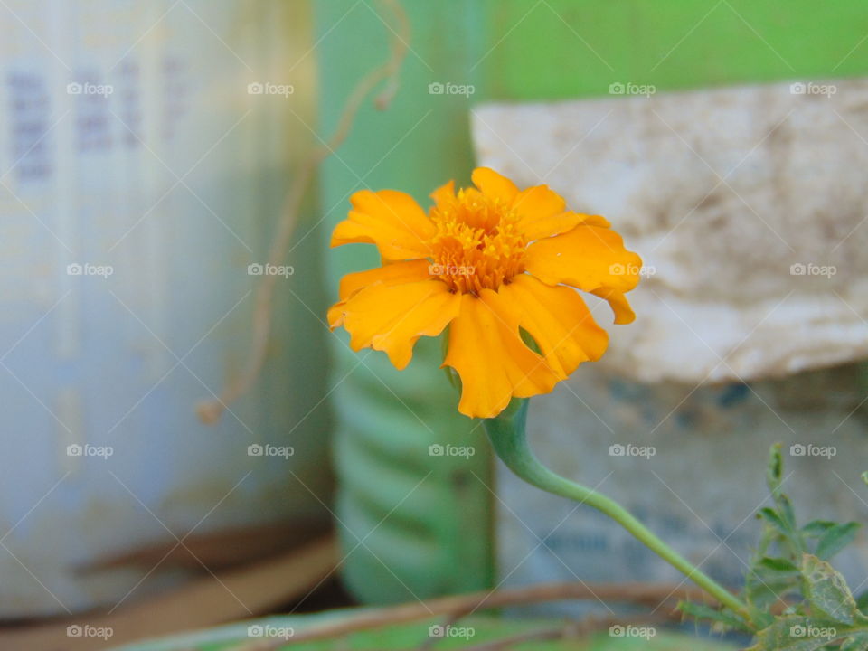 flower of india