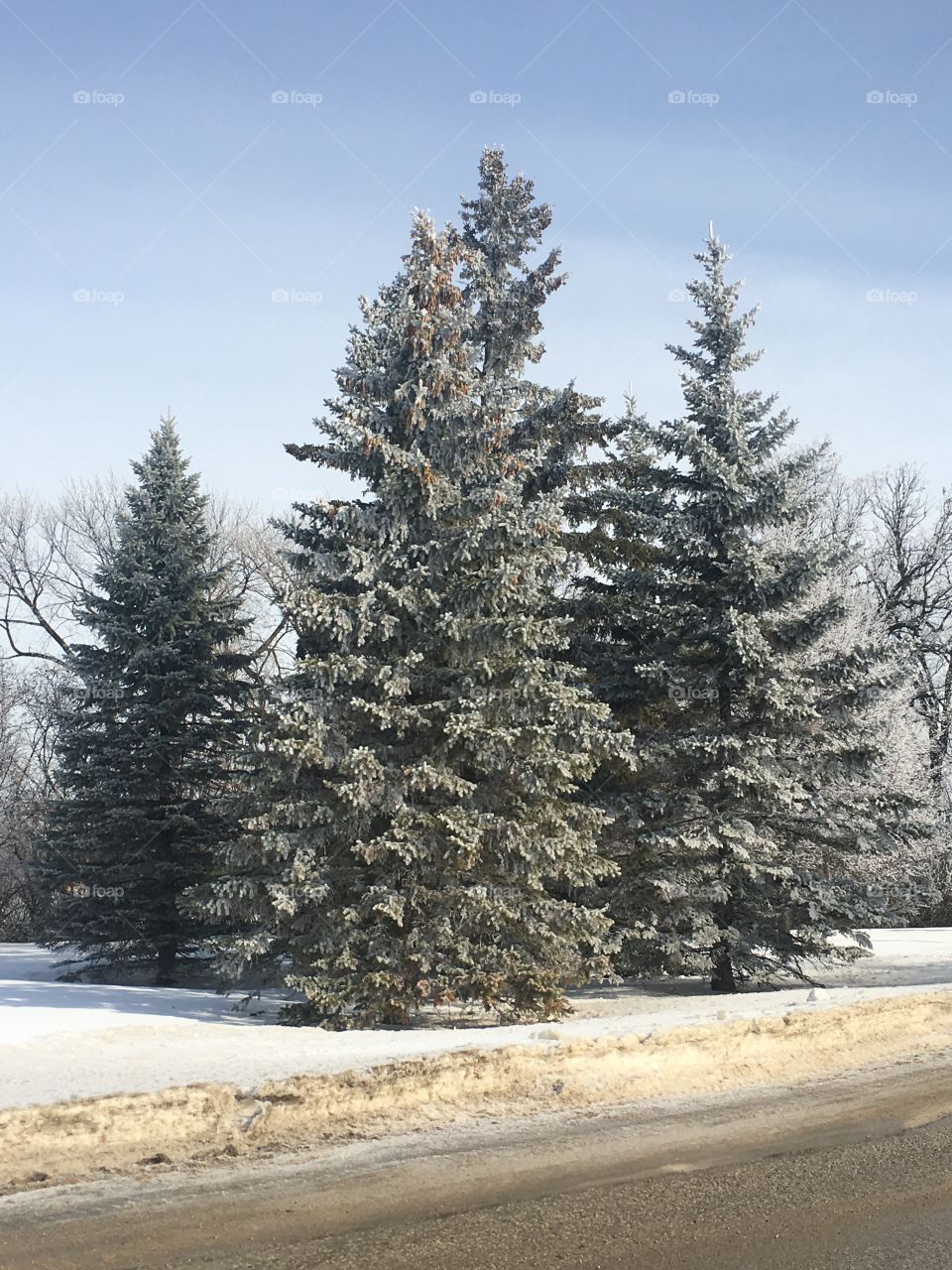 Frosty spruce