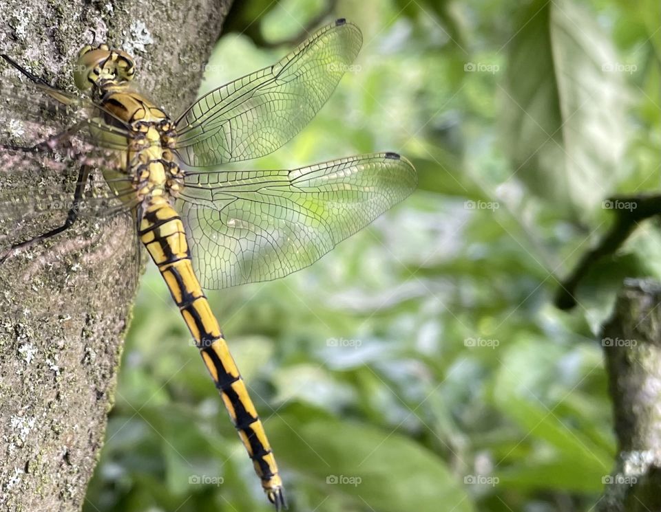 Golden Dragonfly
