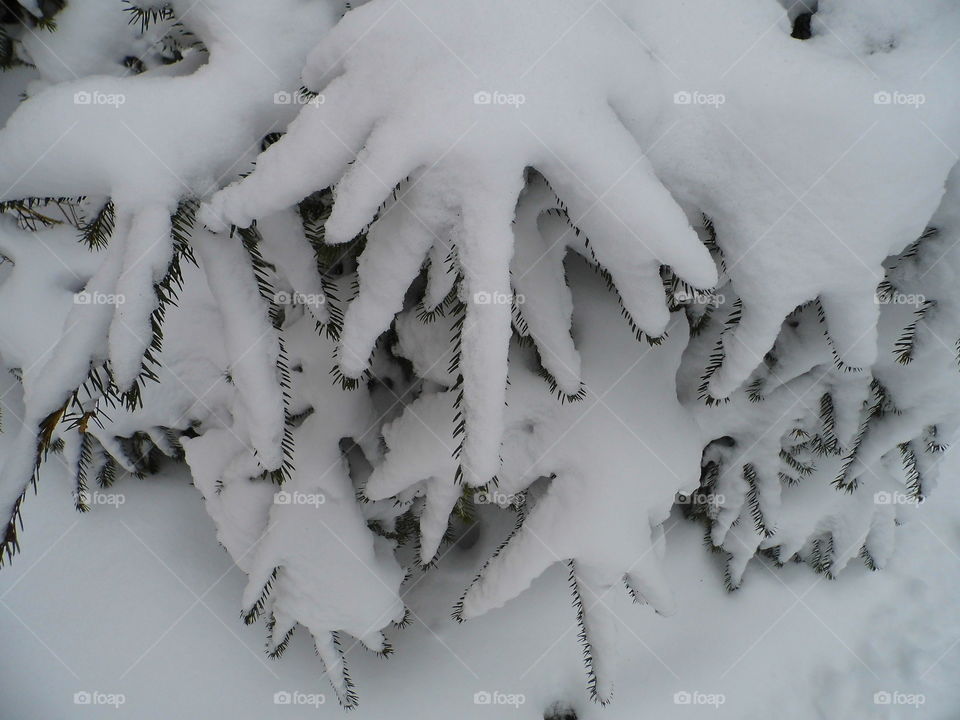beautiful winter with tree and Snow White