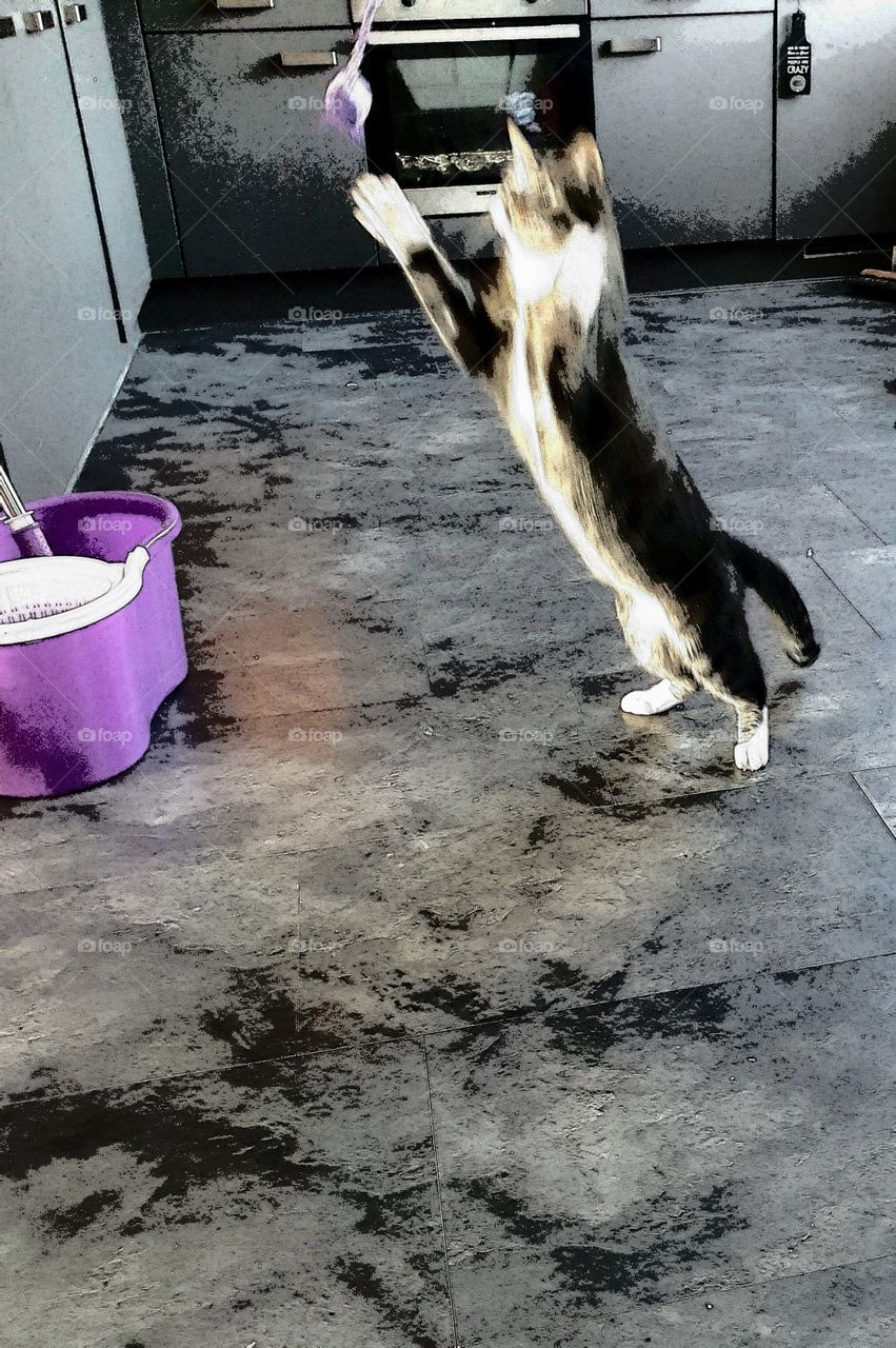 Tiger in action the house cat