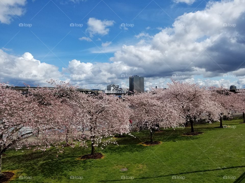 Tree, Sky, No Person, Landscape, Travel