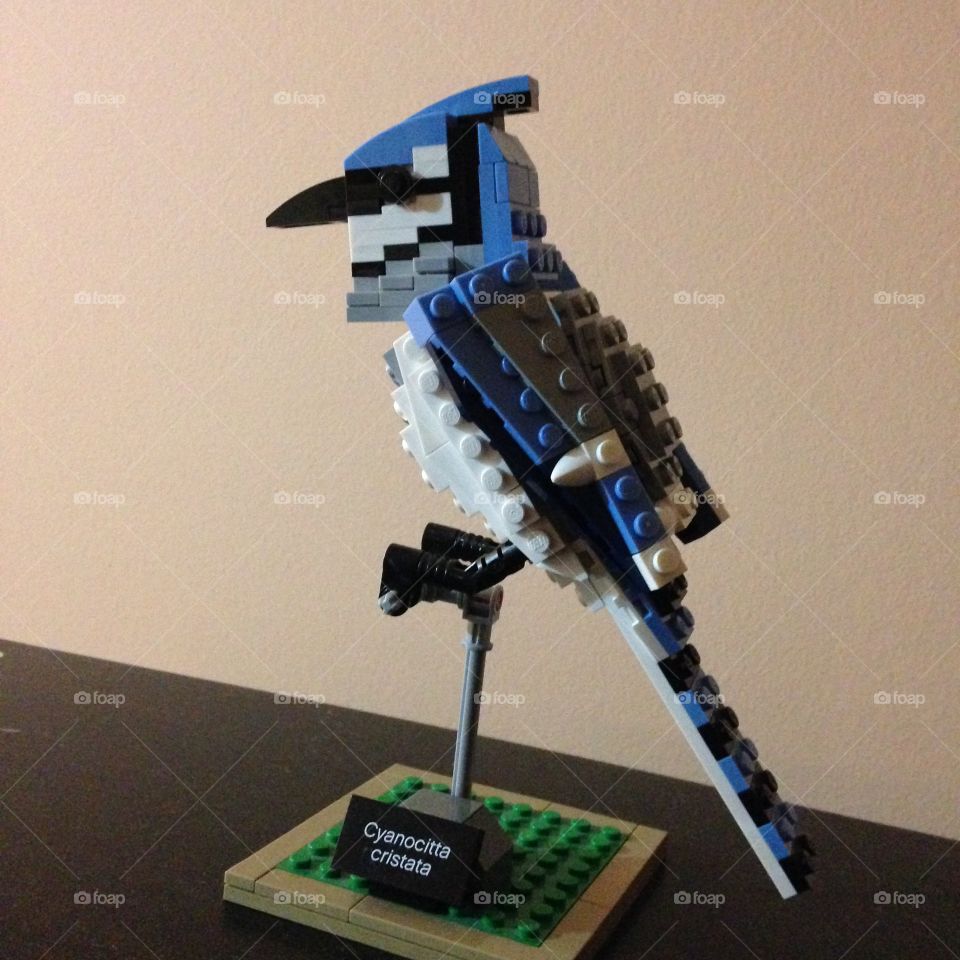 Lego bird, cyanicitta cristata