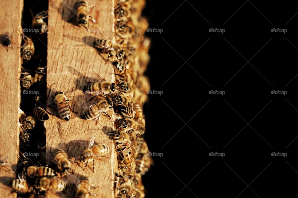 bee hive