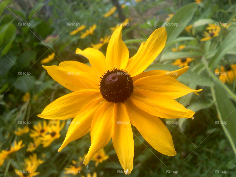 yellow nature brown eyed by jmh