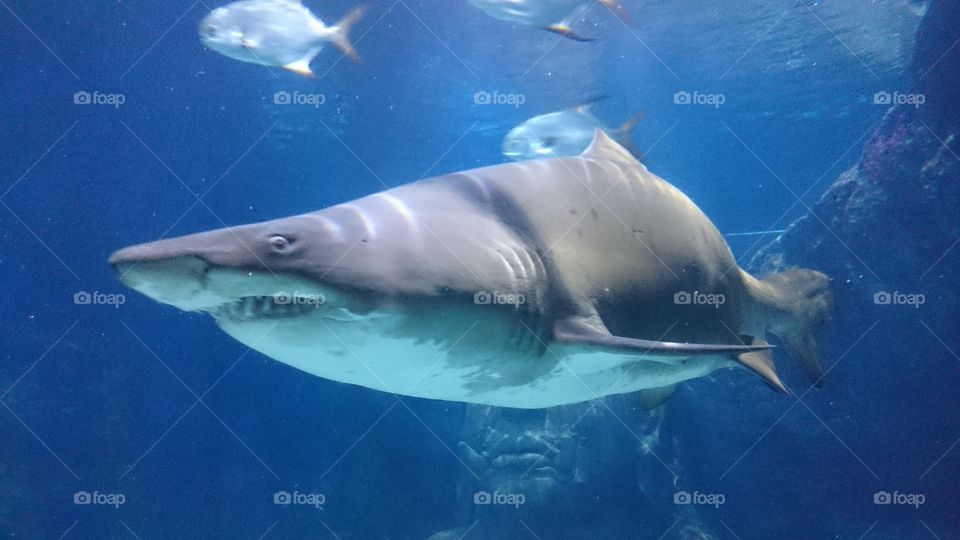 save me from been eaten