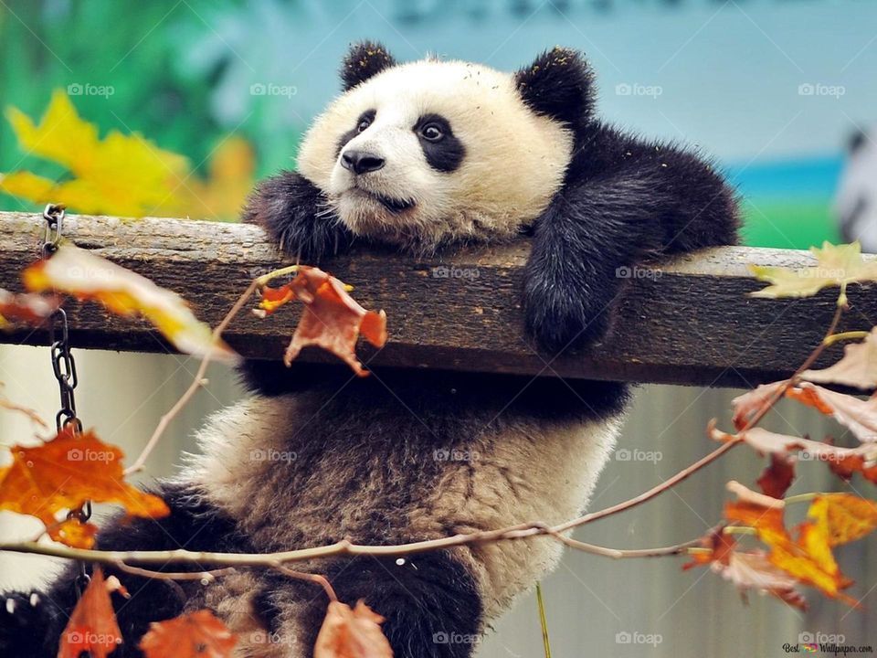 Black and white beer