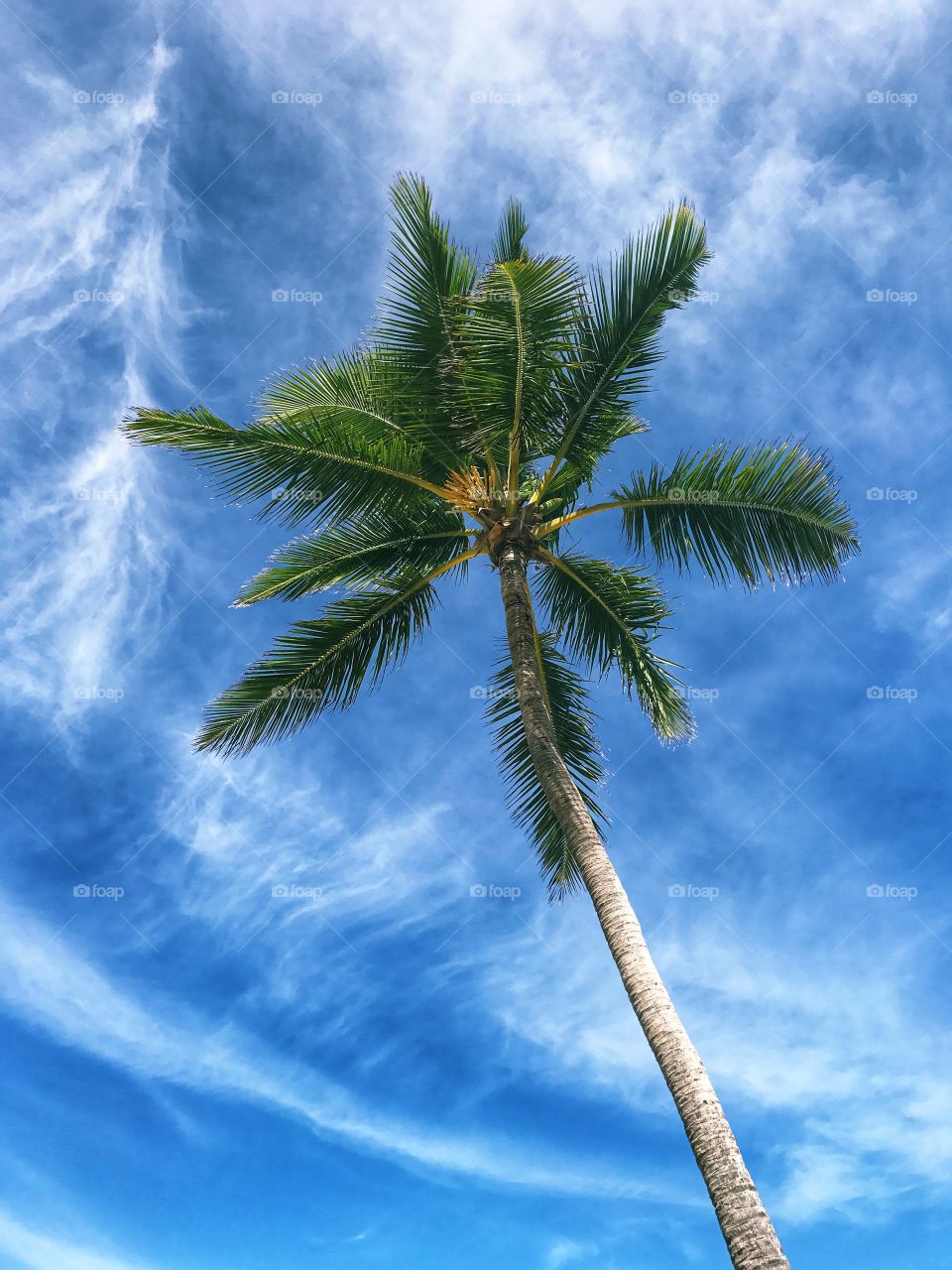 Beautiful palm trees on blue sky. Amazing view 