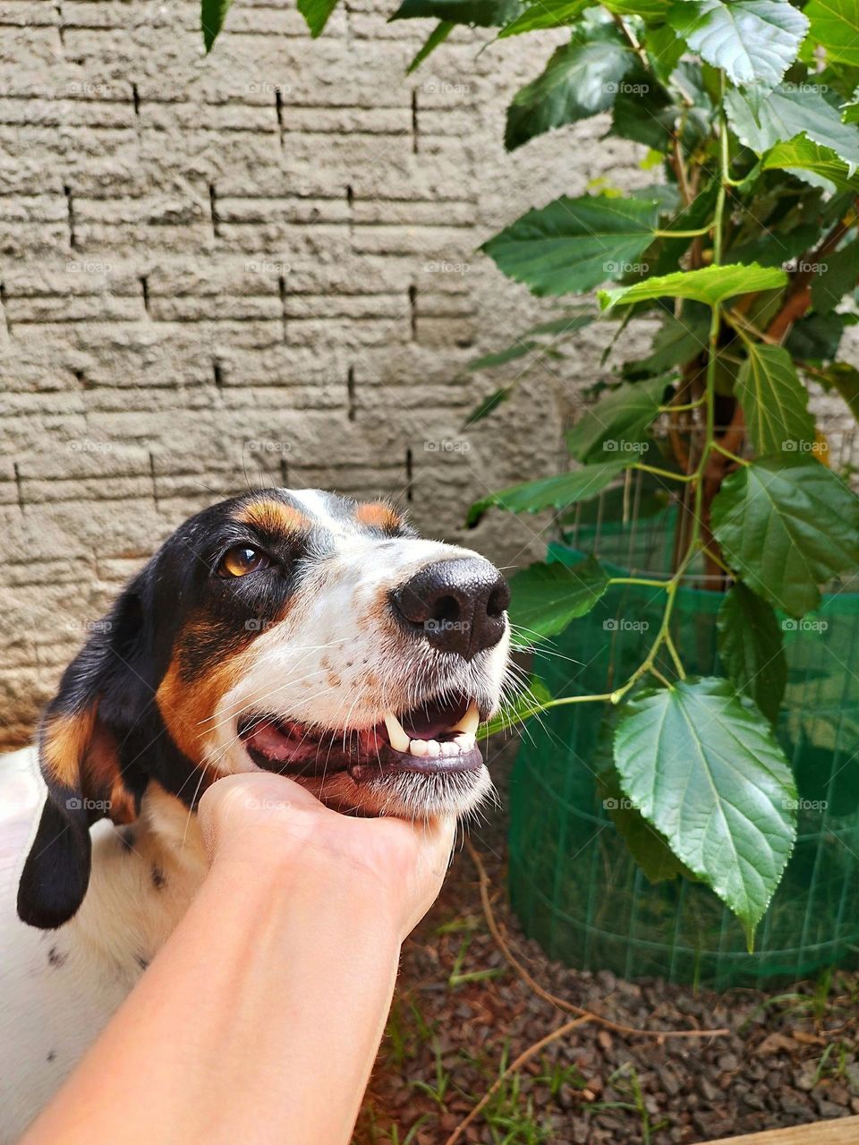 Mixed breed dogs can be even more beautiful because they mix in themselves the beauty of several breeds. Those almond-shaped eyes, white hair with black and brown spots, reminiscent of an "American", is a beautiful example of this.