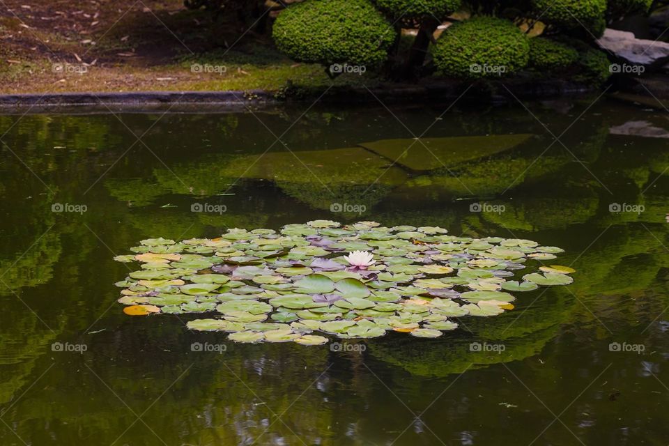 Traditional Japanese Garden