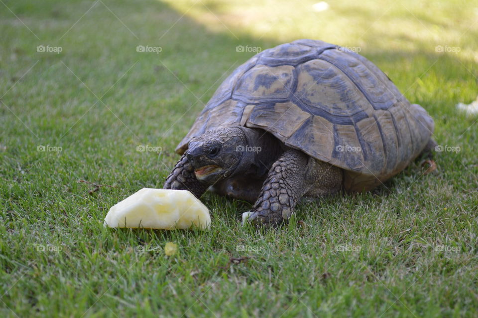 tortoise and apple