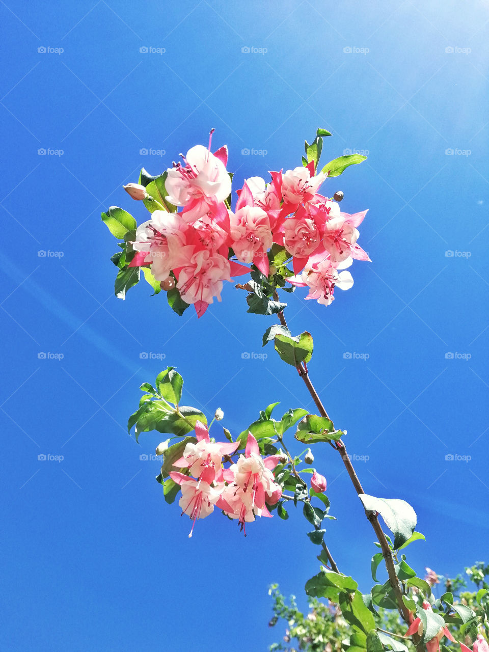 Pink flowers against a bright blue sky