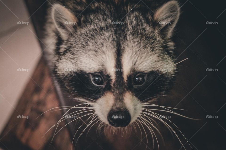 cute raccoon