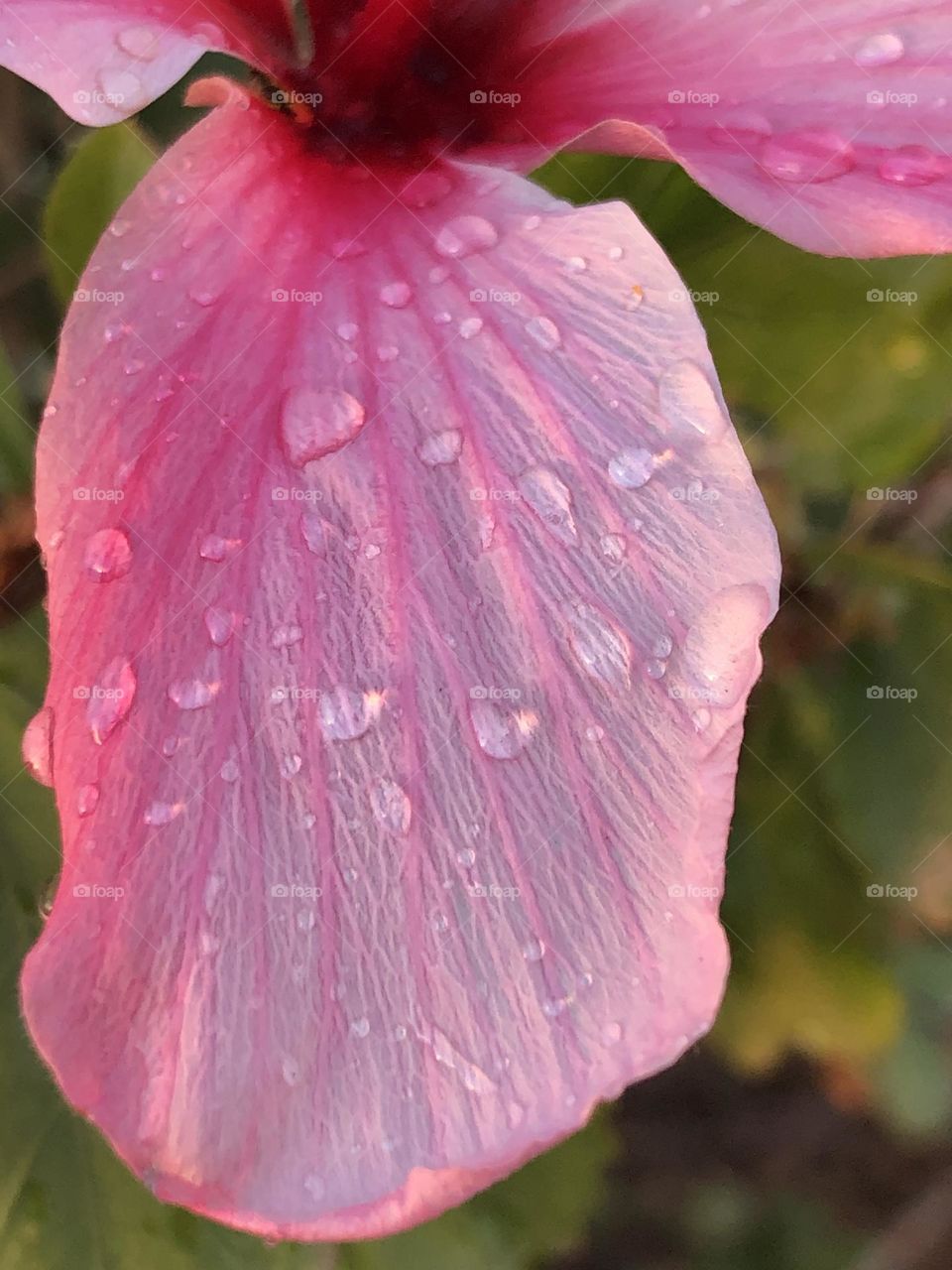 Beautiful leaf of flower with droplets 