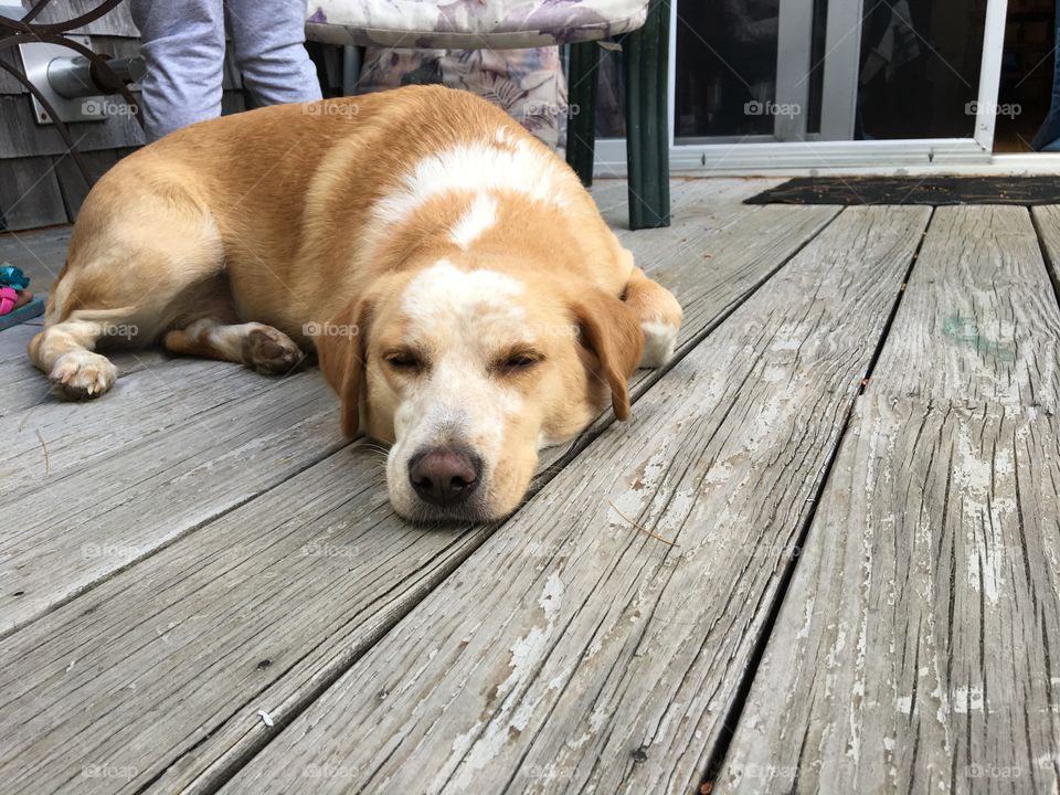 Dog relaxing on a deck