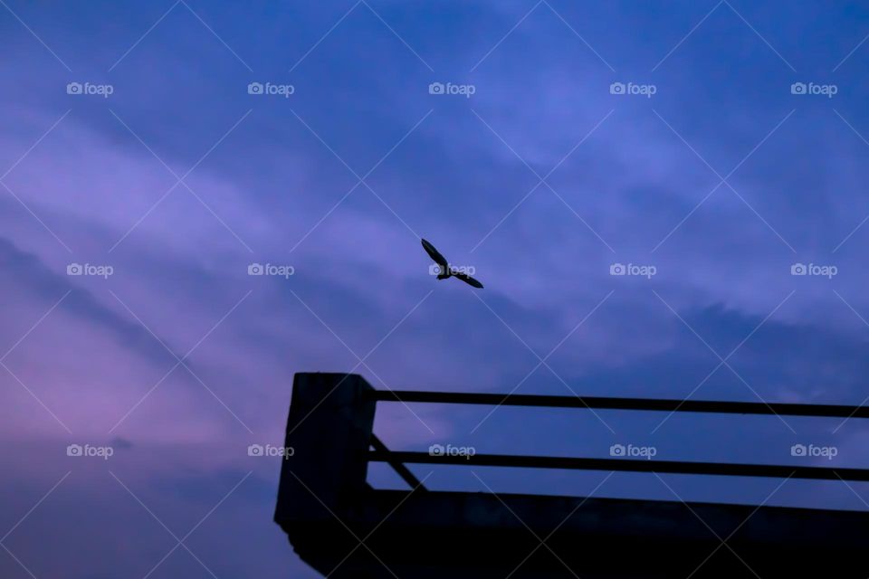 wild bird flying in city sky