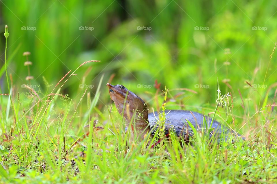 Uh oh! Sun feels great! . Softshell Florida turtle lives the sun as much as they live the water! 